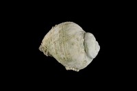 藏品(紫口珊瑚螺)的圖片